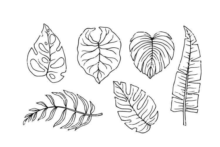 Monstera Clipart Image 13