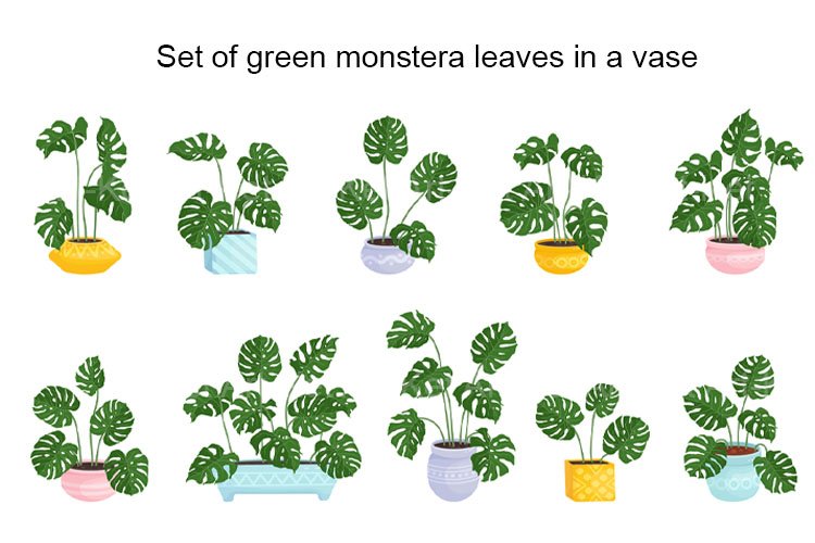 Set of green monstera leaves in a vase.