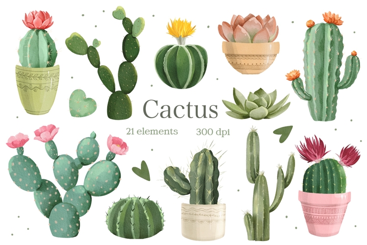 Succulent Png Image 17