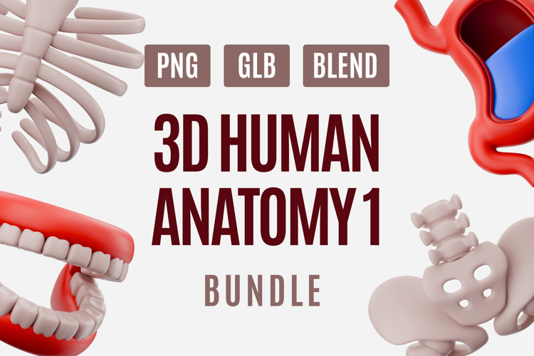 Human Anatomy 3D Model Pack 01