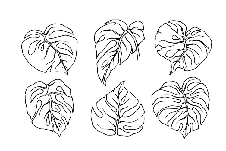 Monstera Clipart Image 10