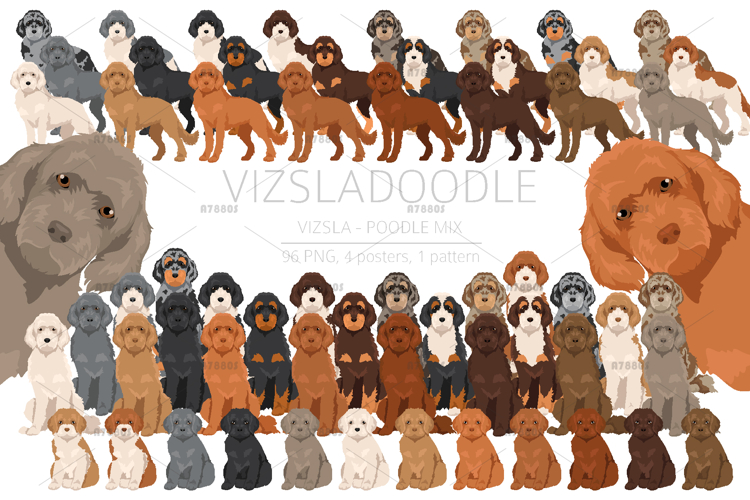 Poodle Clipart
