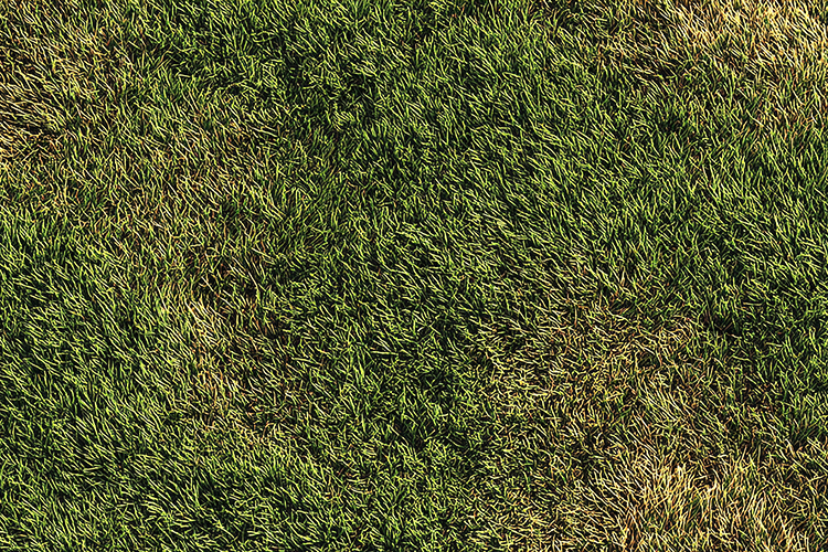 Patch Texture Image 2