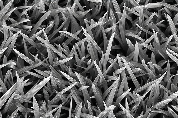 Black and White Grass Texture Background JPG File