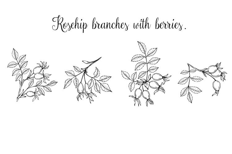 Plants Doodle Image 7