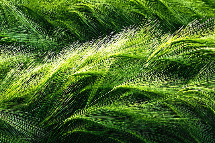 Nature Background Image 12