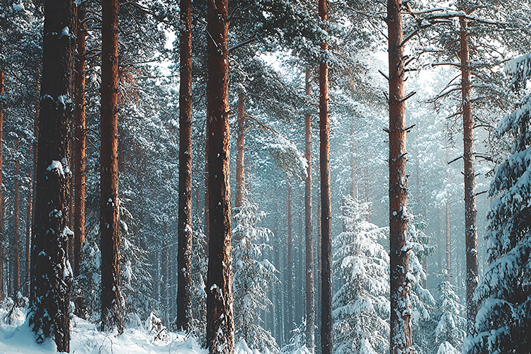 A serene winter forest with snow-covered pine trees
