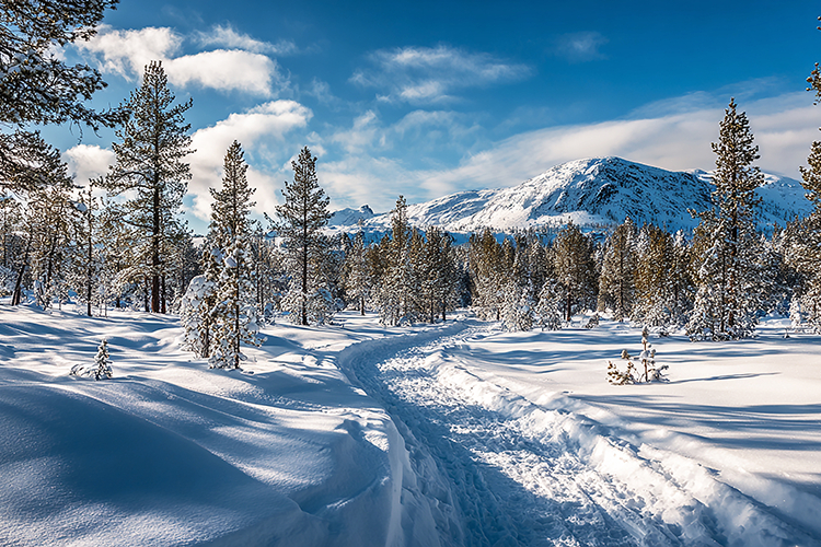A serene winter landscape with snow-tree & a mountain