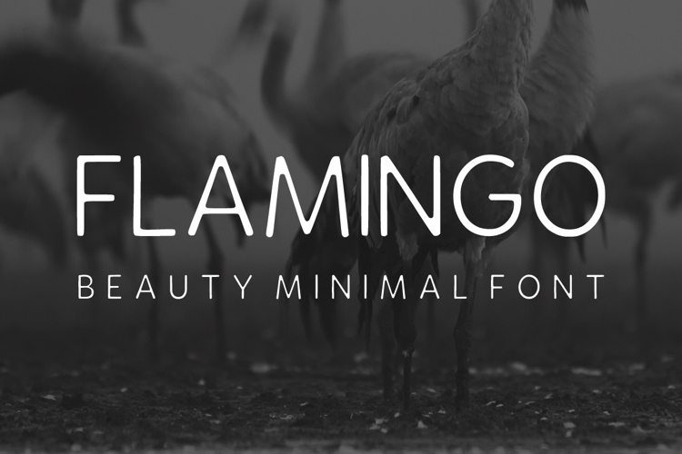 Flamingo