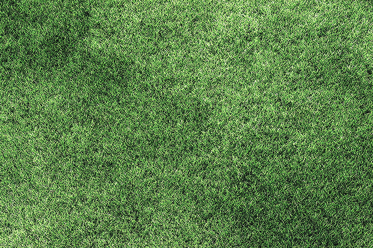 Realistic Green Grass Texture Background JPG File