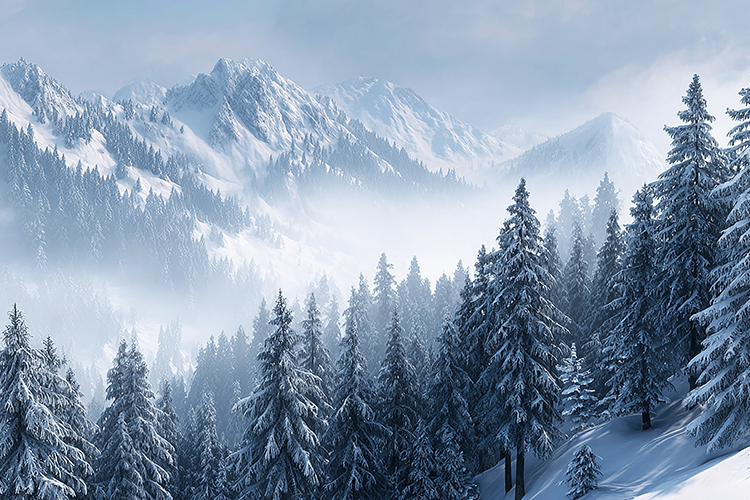 Snow-covered evergreen trees in a misty mountain forest land