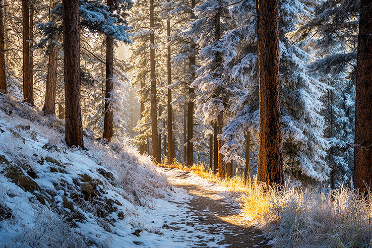 A serene winter forest scene with a snow-covered path