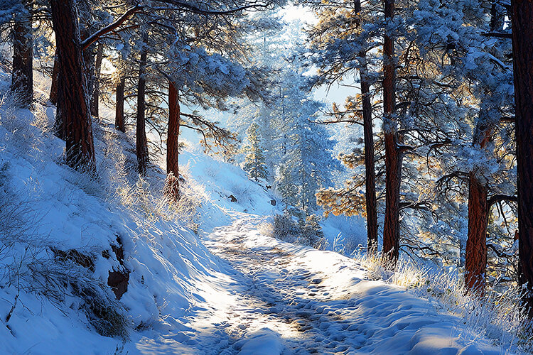 A serene snowy path winds through a forest of tall trees