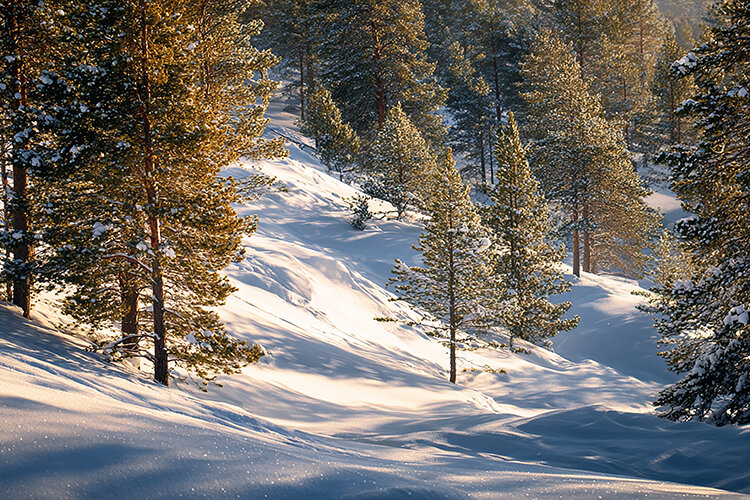 A serene winter landscape with snow-covered trees (6595413)