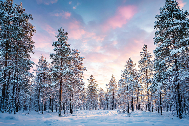 A serene winter landscape with snow-covered pine trees
