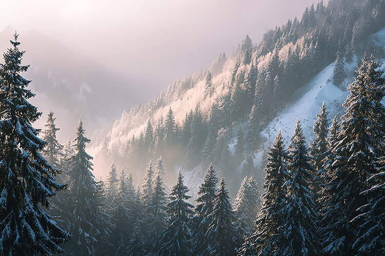 Snow-covered evergreen trees on a misty mountain slope