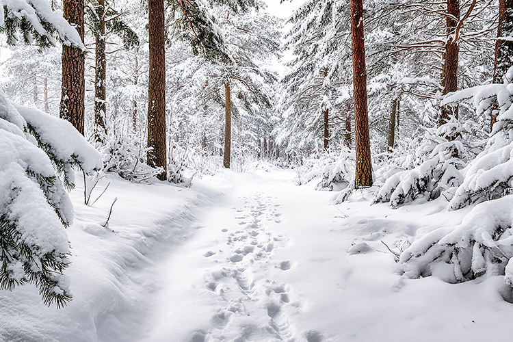 A serene winter landscape snow-covered forest path & trees