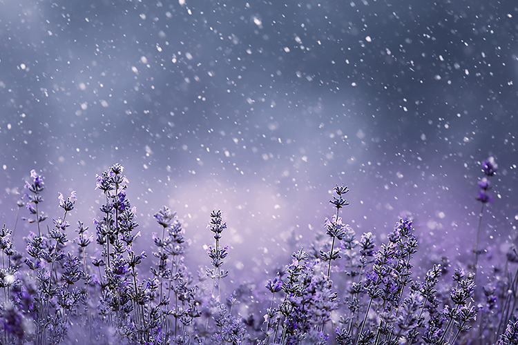 A serene winter landscape with lavender flowers in a snowy
