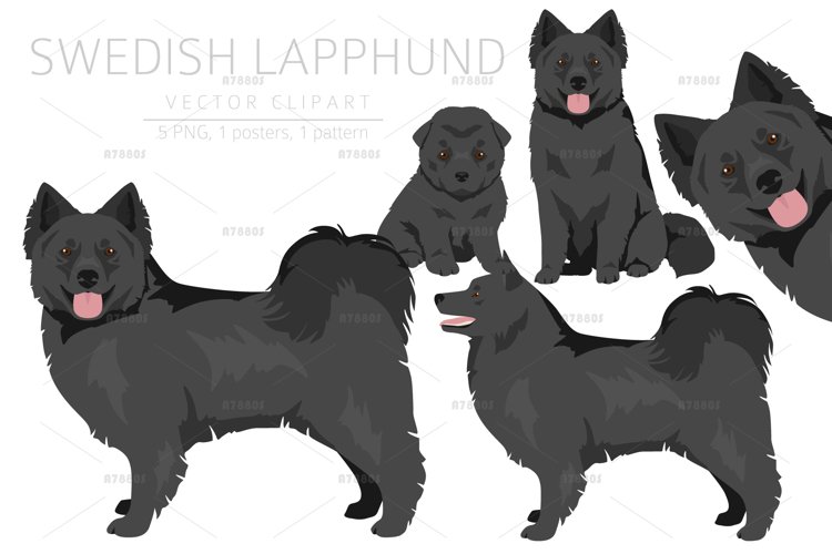 Swedish Lapphund clipart example image 1