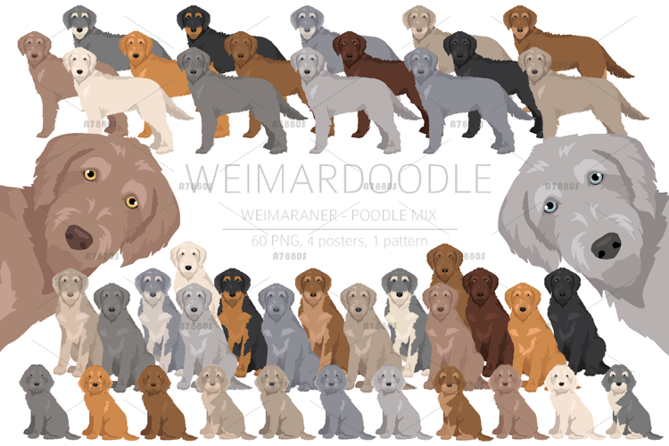 Weimardoodle. Weimaraner Poodle mix