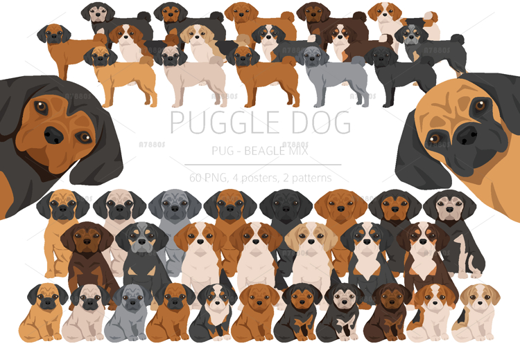 Puggle Pug Beagle mix example image 1