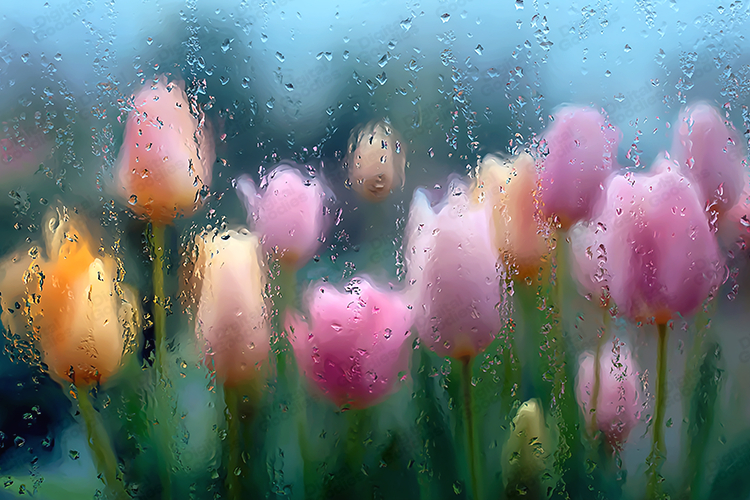 Raindrop Window with Soft Tulip Flower Background