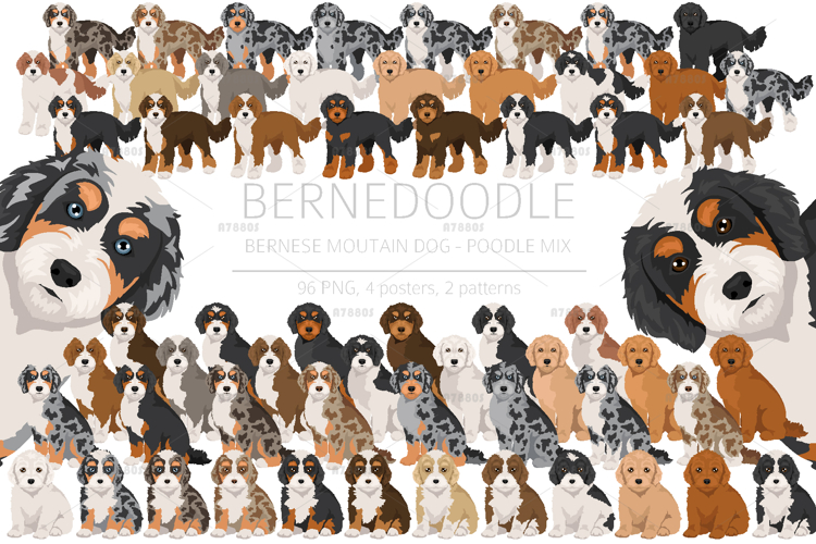 Bernedoodle dog mix