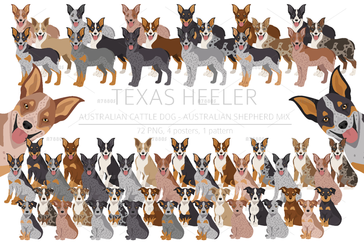 Texas Heeler dog