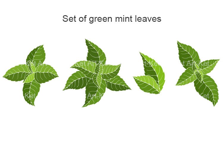 Mint Clipart Image 17
