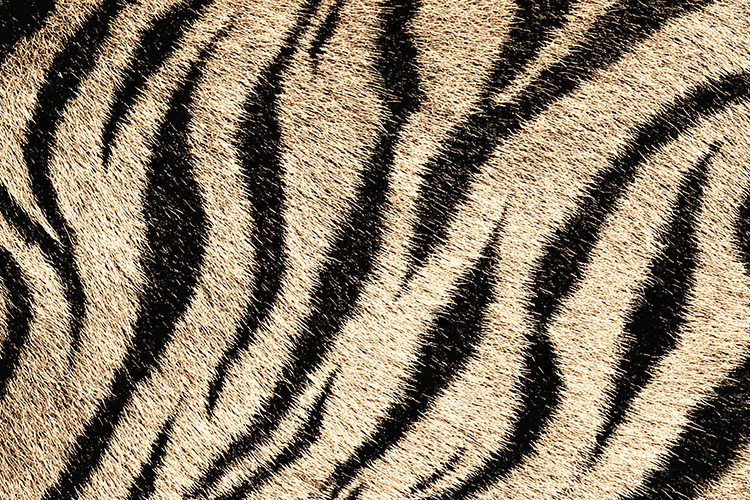Animal Stripe Fur Texture Background in Beige and Black