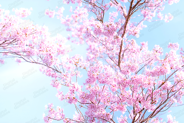 Soft Pink Cherry Blossom Branches in Spring Sky