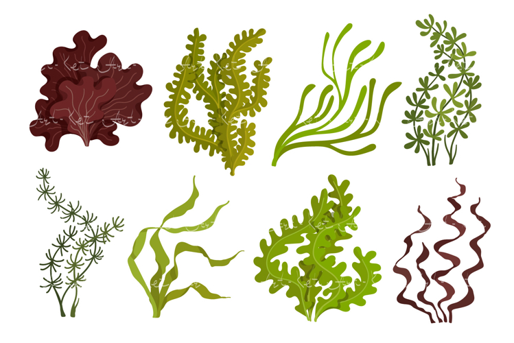 Seaweed Clipart Image 20