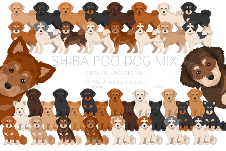 Shiba Poo Shiba Inu Poodle mix