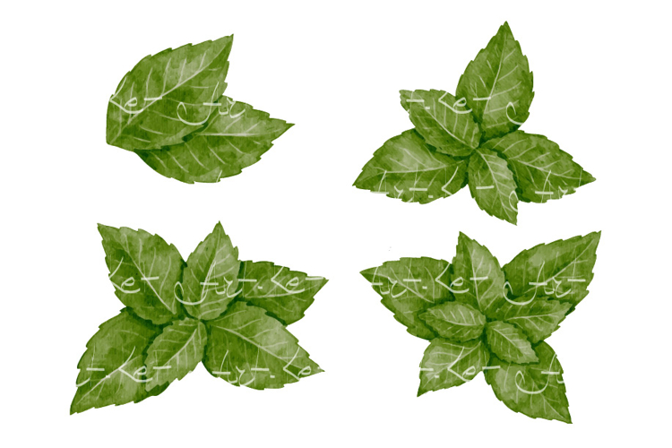 Mint Clipart Image 12
