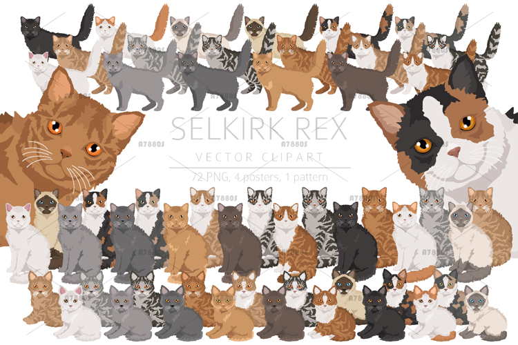 Selkirk Rex Cat