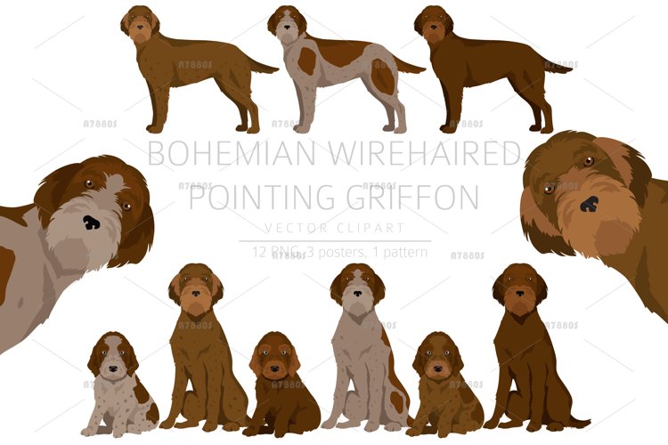 Bohemian Wirehaired Pointing Griffon example image 1