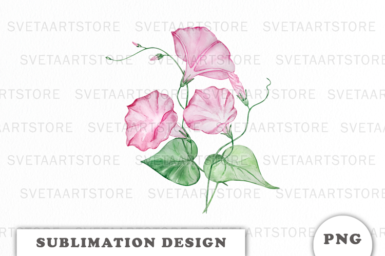 Watercolor Morning Glory Flowers Bouquet png
