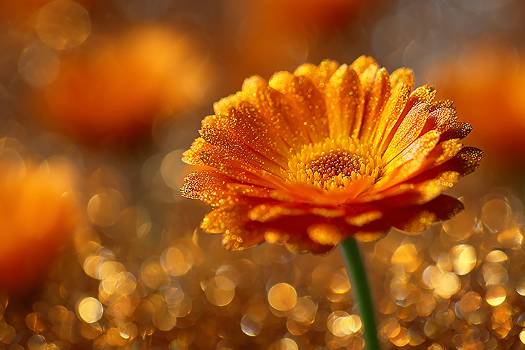 Nature Background Image 3