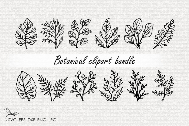 Botanical SVG - 12 Variations
