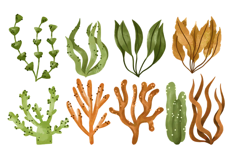 Sea Algae Seaweed. Oceania Plants. Hand Drawn Watercolor