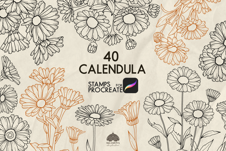 Calendula Procreate stamp brush