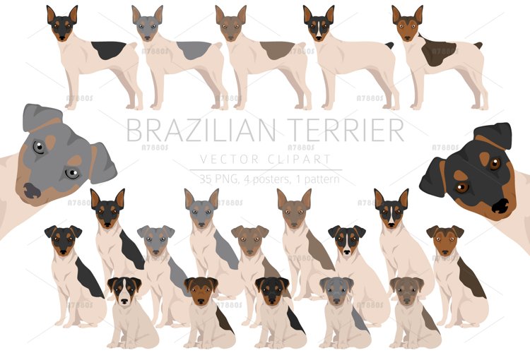 Brazilian Terrier clipart