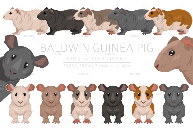 Baldwin Guinea Pig, Hairless Cavie example image 1