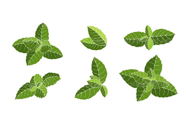 Mint Clipart Image 11