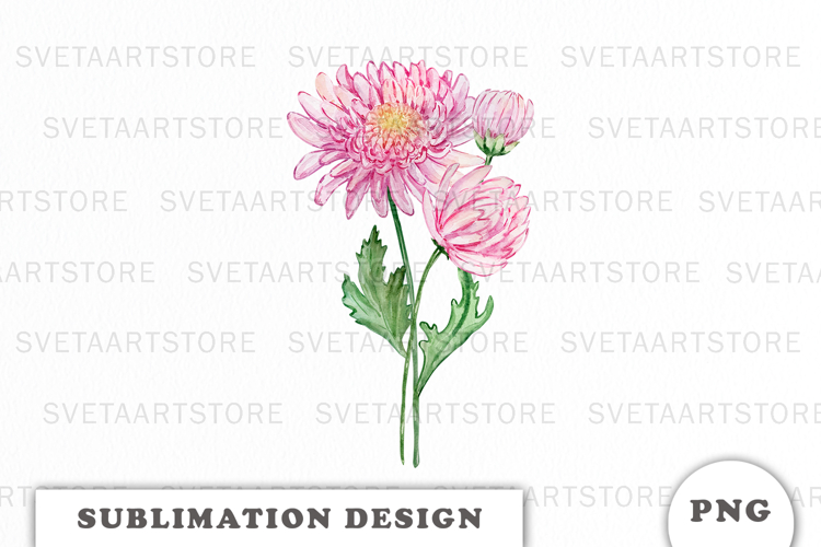 Watercolor Chrysanthemum Flowers Bouquet png
