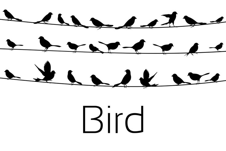 Feather Clipart Image 6