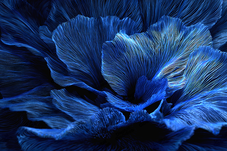 Deep Blue Abstract Floral Texture Elegant Flowing Artwork