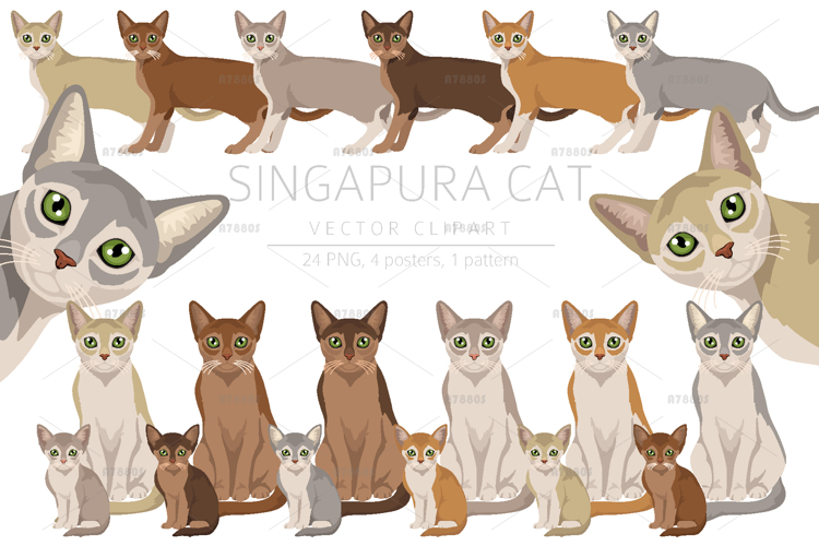 Singapura cat