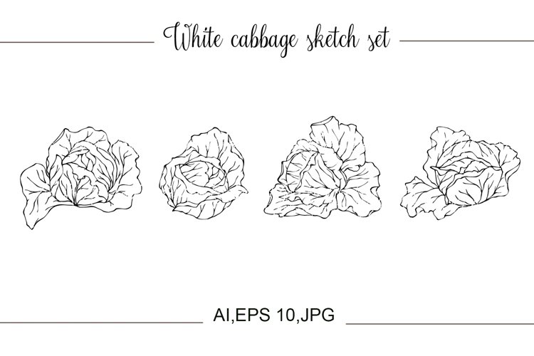 White cabbage sketch set. example image 1