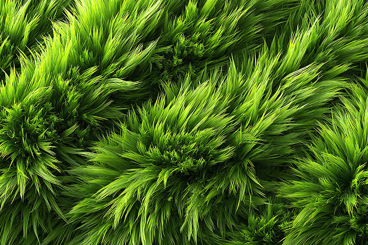 Vibrant Green Fluffy Grass Texture Natural Background Art